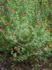 Salvia microphylla