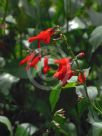 Salvia miniata