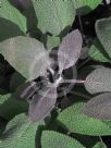 Salvia officinalis Purpurascens