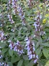 Salvia officinalis Purpurascens