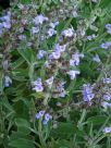 Salvia officinalis