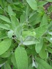 Salvia officinalis