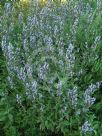 Salvia officinalis