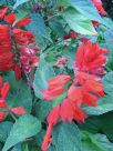 Salvia splendens