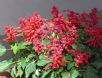 Salvia splendens