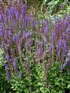 Salvia superba