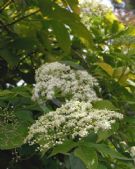 Sambucus canadensis Aurea