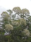 Sambucus canadensis Aurea