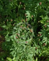 Sanguisorba officinalis