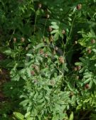 Sanguisorba officinalis