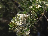 Sannantha pluriflora