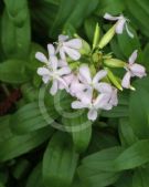 Saponaria officinalis