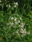 Saponaria officinalis