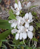 Sarcochilus falcatus