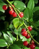 Sarcococca ruscifolia