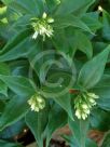 Sarcococca ruscifolia