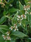 Sarcococca ruscifolia