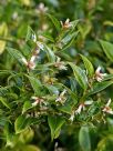 Sarcococca ruscifolia