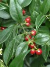 Sarcococca ruscifolia