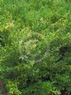 Sarcococca ruscifolia