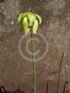 Sarracenia flava