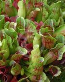 Sarracenia purpurea