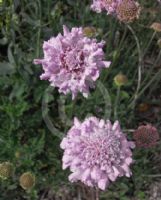 Scabiosa columbaria