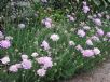 Scabiosa columbaria