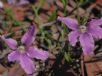 Scaevola ramosissima