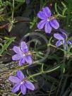 Scaevola ramosissima