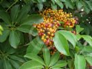 Schefflera arboricola