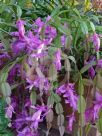 Schlumbergera