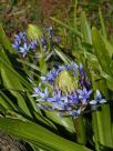 Scilla peruviana