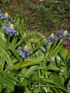 Scilla peruviana