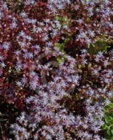 Sedum caeruleum