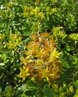 Phedimus kamtschaticus Floriferum