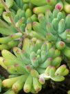 Sedum pachyphyllum