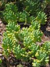 Sedum pachyphyllum