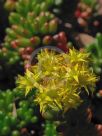 Sedum rubrotinctum