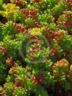 Sedum rubrotinctum