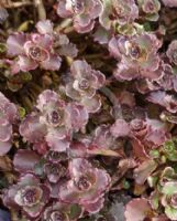 Sedum spurium Purpurteppich