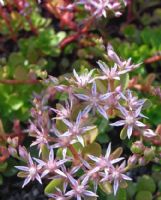 Sedum spurium