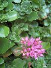 Sedum spurium