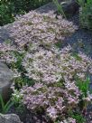 Sedum spurium