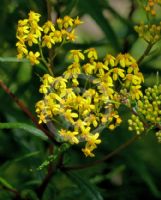 Senecio linearifolius