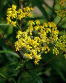 Senecio linearifolius