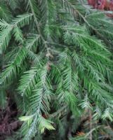 Sequoia sempervirens