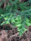 Sequoia sempervirens