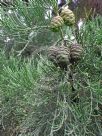 Sequoiadendron giganteum