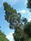 Sequoiadendron giganteum